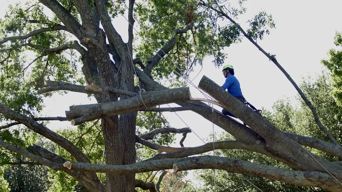 Professional Crown Thinning performed by certified arborists in Falun